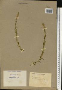 Polygala comosa Schkuhr, Eastern Europe, North Ukrainian region (E11) (Ukraine)