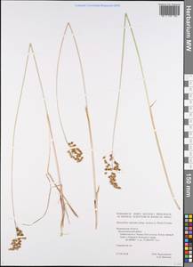 Anthoxanthum nitens (Weber) Y.Schouten & Veldkamp, Eastern Europe, Northern region (E1) (Russia)