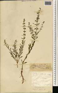 Scoparia dulcis L., Africa (AFR) (Mali)