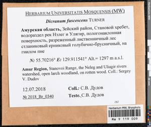 Dicranum fuscescens Turner, Bryophytes, Bryophytes - Russian Far East (excl. Chukotka & Kamchatka) (B20) (Russia)