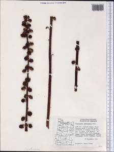 Pterospora andromedea Nutt., America (AMER) (United States)