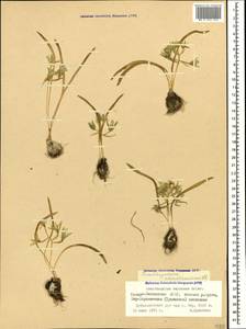 Ornithogalum balansae Boiss., Caucasus, North Ossetia, Ingushetia & Chechnya (K1c) (Russia)