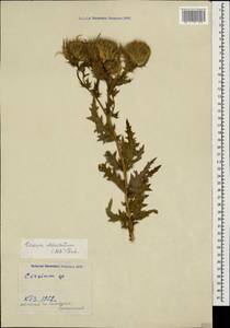 Cirsium obvallatum (M. Bieb.) M. Bieb., Caucasus, Krasnodar Krai & Adygea (K1a) (Russia)