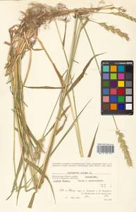 Elymus repens (L.) Gould, Siberia, Chukotka & Kamchatka (S7) (Russia)