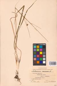 Anthericum ramosum L., Eastern Europe, Belarus (E3a) (Belarus)