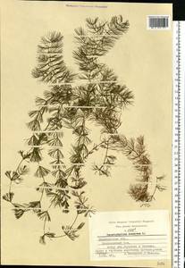 Ceratophyllum demersum L., Eastern Europe, Central region (E4) (Russia)