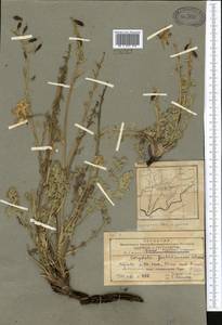 Corydalis gortschakovii Schrenk, Middle Asia, Pamir & Pamiro-Alai (M2) (Tajikistan)