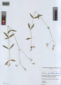 KUZ 004 502, Cerastium pauciflorum Stev. ex Ser., Siberia, Altai & Sayany Mountains (S2) (Russia)