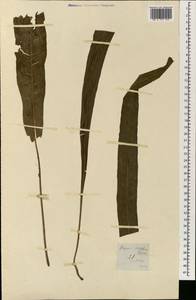 Microsorum punctatum (L.) Copel., South Asia, South Asia (Asia outside ex-Soviet states and Mongolia) (ASIA) (Philippines)