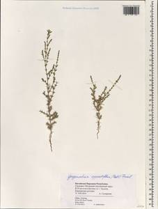Girgensohnia oppositiflora (Pall.) Fenzl, South Asia, South Asia (Asia outside ex-Soviet states and Mongolia) (ASIA) (China)