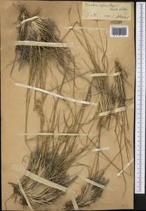 Festuca olgae (Regel) Krivot., Middle Asia, Western Tian Shan & Karatau (M3) (Not classified)