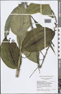 Veratrum nigrum L., Siberia, Russian Far East (S6) (Russia)