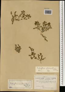 Halogeton arachnoideus (Bunge) Moq., Mongolia (MONG) (Mongolia)