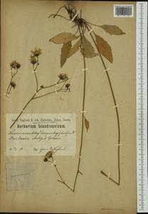 Hieracium caesium subsp. laeticolor Almq., Western Europe (EUR) (Norway)