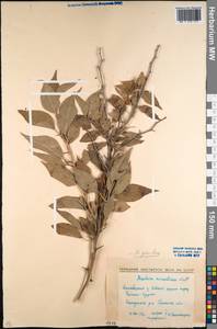 Maclura pomifera (Raf. ex Sarg.) C. K. Schneid., Caucasus, North Ossetia, Ingushetia & Chechnya (K1c) (Russia)