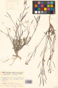 Diplotaxis cretacea Kotov, Eastern Europe, Central forest-and-steppe region (E6) (Russia)