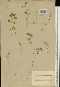 Stellaria media (L.) Vill., Eastern Europe, Middle Volga region (E8) (Russia)