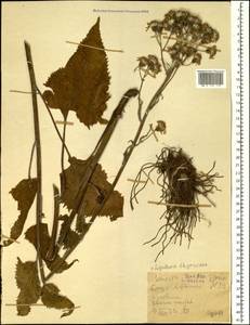 Vickifunkia thyrsoidea (Ledeb.) C. Ren, L. Wang, I. D. Illar. & Q. E. Yang, Siberia, Western (Kazakhstan) Altai Mountains (S2a) (Kazakhstan)