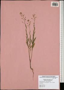 Camelina microcarpa Andrz. ex DC., Eastern Europe, Central region (E4) (Russia)