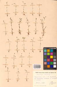 Saxifraga tridactylites L., Eastern Europe, South Ukrainian region (E12) (Ukraine)