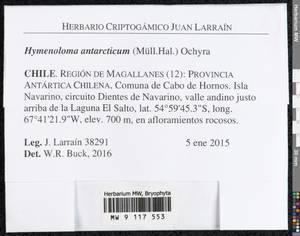 Hymenoloma antarcticum (Müll. Hal.) Ochyra, Bryophytes, Bryophytes - America (BAm) (Chile)