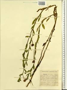 Sphaeranthus suaveolens (Forssk.) DC., Africa (AFR) (Ethiopia)