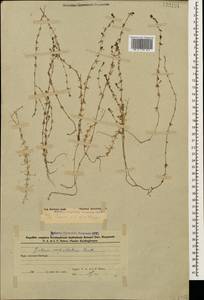 Galium verticillatum Danthoine ex Lam., Caucasus, Azerbaijan (K6) (Azerbaijan)