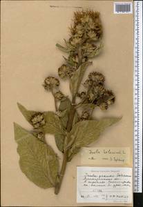 Inula helenium L., Middle Asia, Northern & Central Tian Shan (M4) (Kazakhstan)