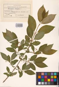 Euonymus europaeus L., Eastern Europe, Central forest-and-steppe region (E6) (Russia)