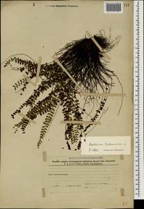 Asplenium trichomanes L., Caucasus, Azerbaijan (K6) (Azerbaijan)