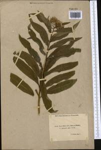 Senecio nemorensis L., Middle Asia, Northern & Central Kazakhstan (M10) (Kazakhstan)