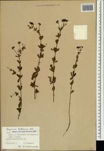Dorycnium pentaphyllum subsp. herbaceum (Vill.)Rouy, Crimea (KRYM) (Russia)