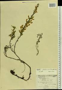 Cytisus ratisbonensis Schaeff., Eastern Europe, West Ukrainian region (E13) (Ukraine)