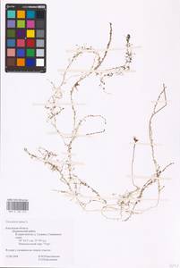 MHA 0 162 613, Utricularia minor L., Eastern Europe, Central region (E4) (Russia)