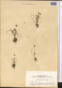Gagea bulbifera (Pall.) Salisb., Middle Asia, Muyunkumy, Balkhash & Betpak-Dala (M9) (Kazakhstan)