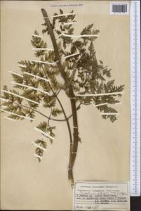 Conioselinum tataricum Hoffm., Middle Asia, Pamir & Pamiro-Alai (M2) (Kyrgyzstan)