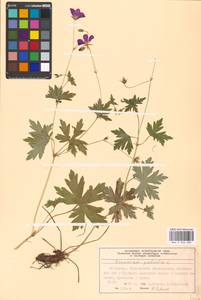 Geranium palustre L., Eastern Europe, Moscow region (E4a) (Russia)