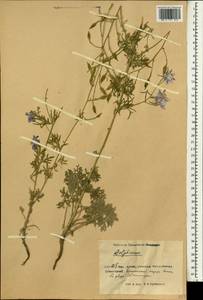 Delphinium, South Asia, South Asia (Asia outside ex-Soviet states and Mongolia) (ASIA) (China)