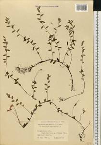 Vaccinium oxycoccos L., Eastern Europe, Eastern region (E10) (Russia)