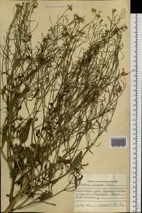 Brassica elongata subsp. integrifolia (Boiss.) Breistr., Siberia, Altai & Sayany Mountains (S2) (Russia)