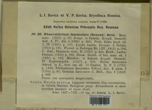 Dilutineuron fasciculare (Schrad. ex Hedw.) Bedn.-Ochyra, Sawicki, Ochyra, Szczecińska & Plášek, Bryophytes, Bryophytes - Karelia, Leningrad & Murmansk Oblasts (B4) (Russia)