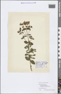 Hypericum maculatum Crantz, Eastern Europe, Central region (E4) (Russia)