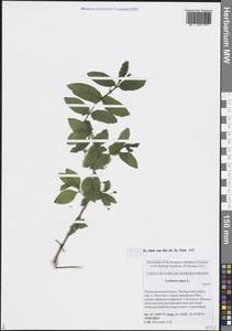 Lonicera nigra L., Eastern Europe, North-Western region (E2) (Russia)