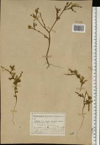 Euclidium syriacum (L.) W. T. Aiton, Eastern Europe, Middle Volga region (E8) (Russia)
