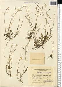 Diplotaxis muralis (L.) DC., Eastern Europe, Moldova (E13a) (Moldova)