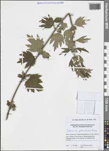 Leonurus glaucescens Bunge, Middle Asia, Dzungarian Alatau & Tarbagatai (M5) (Kazakhstan)
