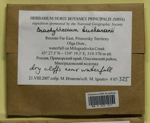 Brachythecium buchananii (Hook.) A. Jaeger, Bryophytes, Bryophytes - Russian Far East (excl. Chukotka & Kamchatka) (B20) (Russia)