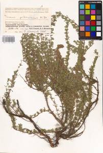 MHA 0 157 280, Thymus pallasianus Heinr.Braun, Eastern Europe, Lower Volga region (E9) (Russia)