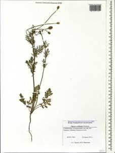 Roemeria ocellata, Caucasus, Azerbaijan (K6) (Azerbaijan)