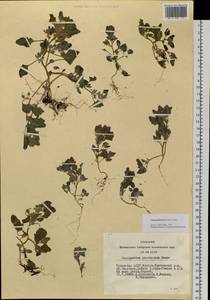 Chenopodium karoi (Murr) Aellen, Siberia, Altai & Sayany Mountains (S2) (Russia)